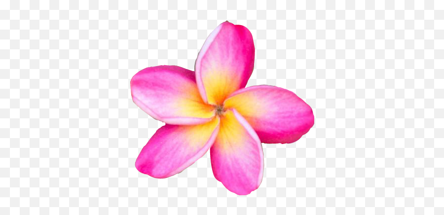 Freetoedit Flower Plumeria Sticker By Kelly Gervais - Pink Plumeria Png,Plumeria Flower Png