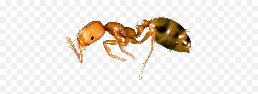 Pharaoh Ant Signs Of Infestion Ants In Your Home - Pharaoh Ants Png,Ants Png