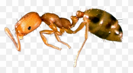 Pharaoh Ant Signs Of Infestion Ants In Your Home - Pharaoh Ants Png,Ants Png