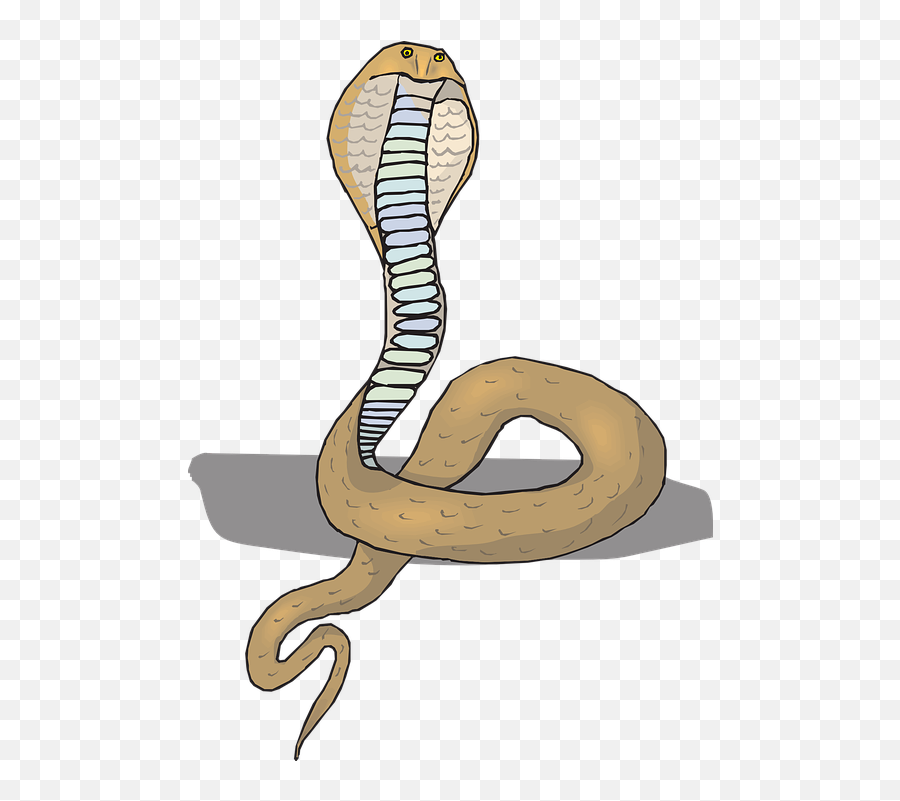 Head Snake Cobra - Free Vector Graphic On Pixabay Png,Rattlesnake Png
