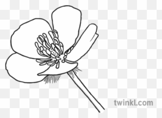 Buttercup Black And White 1 - Buttercup Black And White Png,Buttercup Png