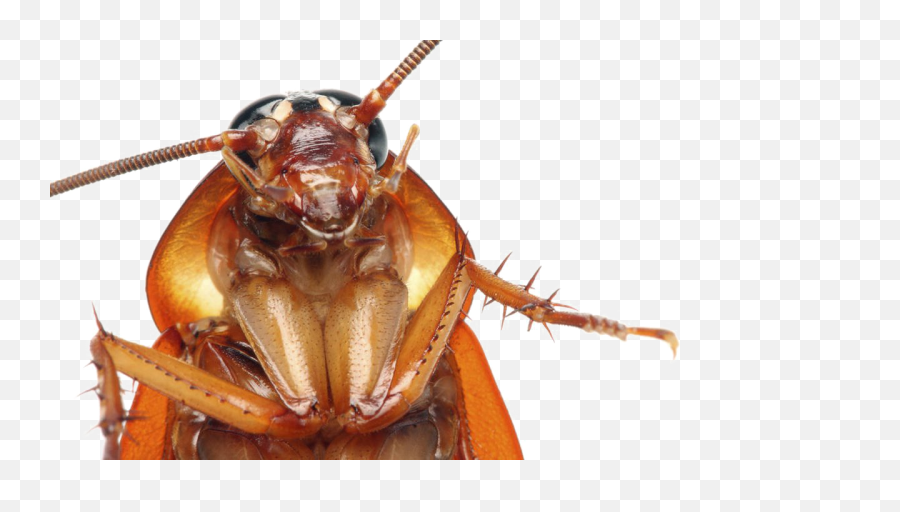Hd Cockroach Png Transparent Images - Palmetto Bug Close Up,Cockroach Png