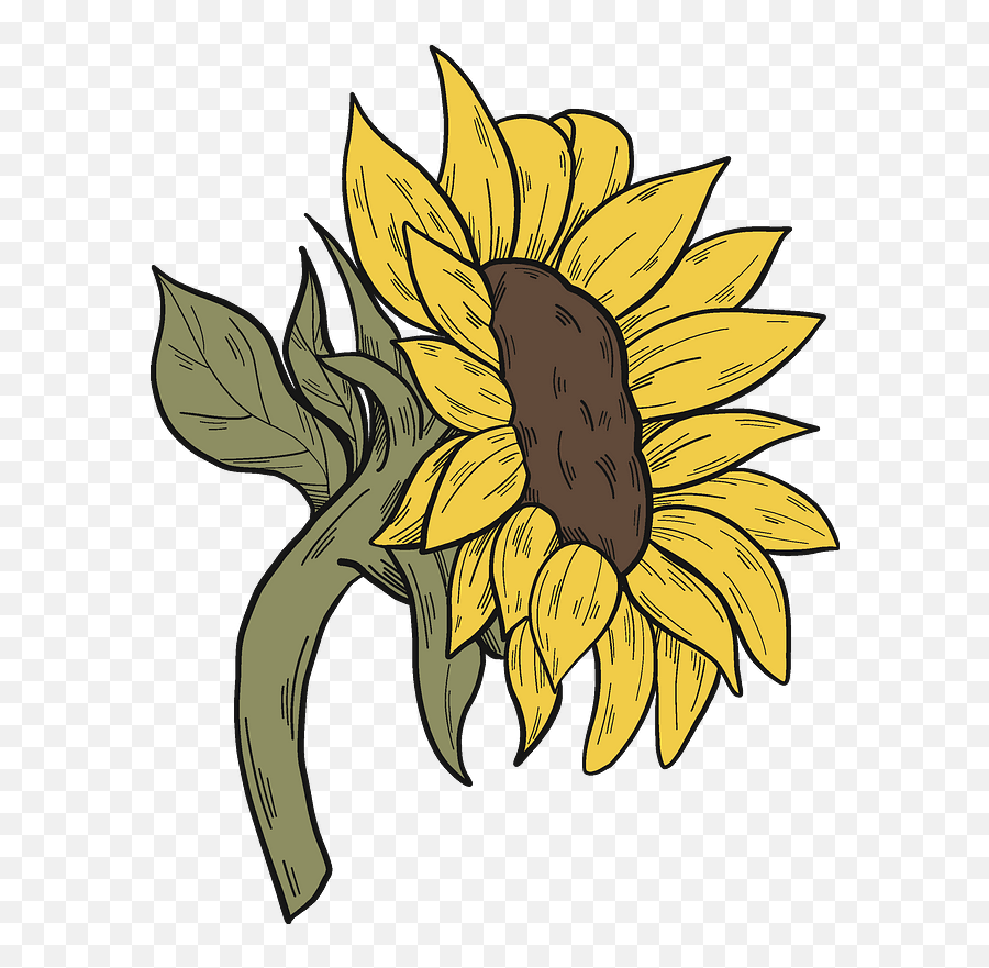 Sunflower Clipart - Sunflower Clipart Png,Sunflower Clipart Png