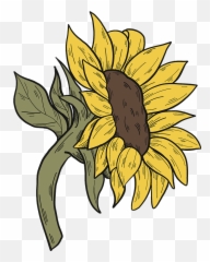 Free Free 102 Clipart Sunflower Png SVG PNG EPS DXF File