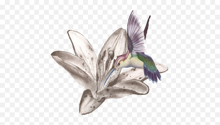 Hummingbird Tattoos Free Png Image All - Flower With Hummingbird Tattoo Design,Hummingbird Png