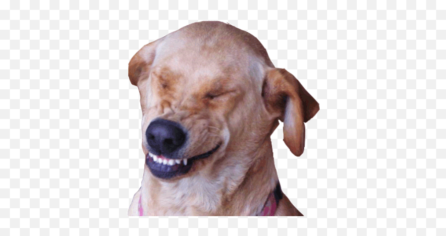 Top Dogs Nose Stickers For Android - Me Mame Png,Transparent Dog Gif