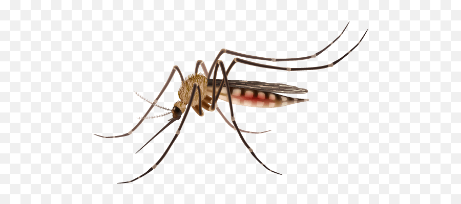 Charlotte Mosquito Control Service - Mosquito Clipart Png,Mosquito Transparent