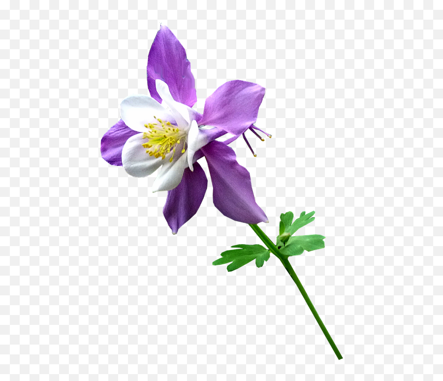 Purple Flower - Colorado Blue Columbine Png,Flower Stem Png