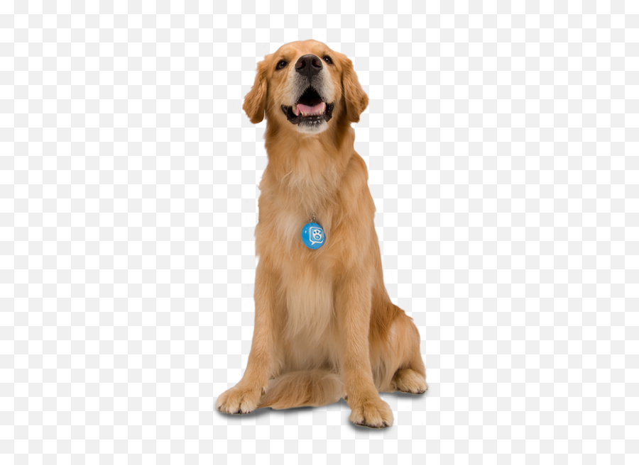 Dogs Transparent Png Picture - Dog Transparent,Dog Transparent