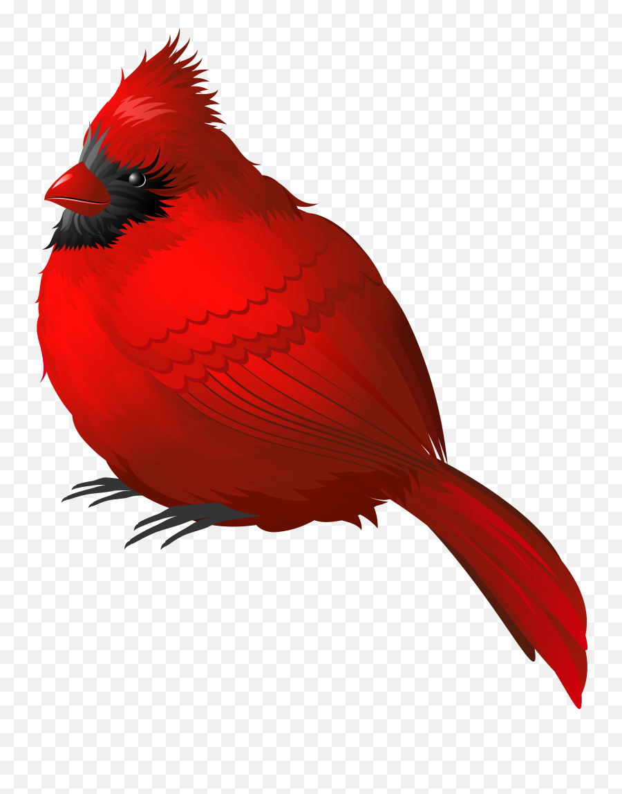 Red Winter Bird Png Clipart Image - Red Bird Png,Cardinal Png