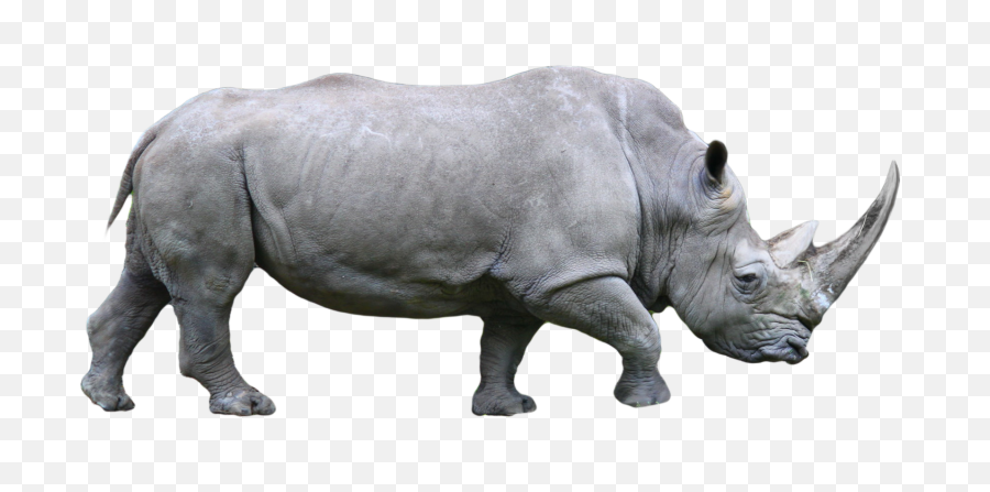 Download Rhino Png Image With No - Rhino Png,Rhino Png