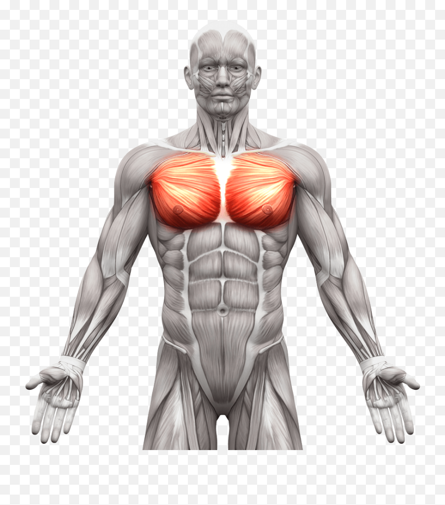 Abdominal Muscles Anatomy - Chest Muscle Anatomy Male Png,Muscles Png