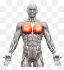Abdominal Muscles Anatomy - Chest Male png