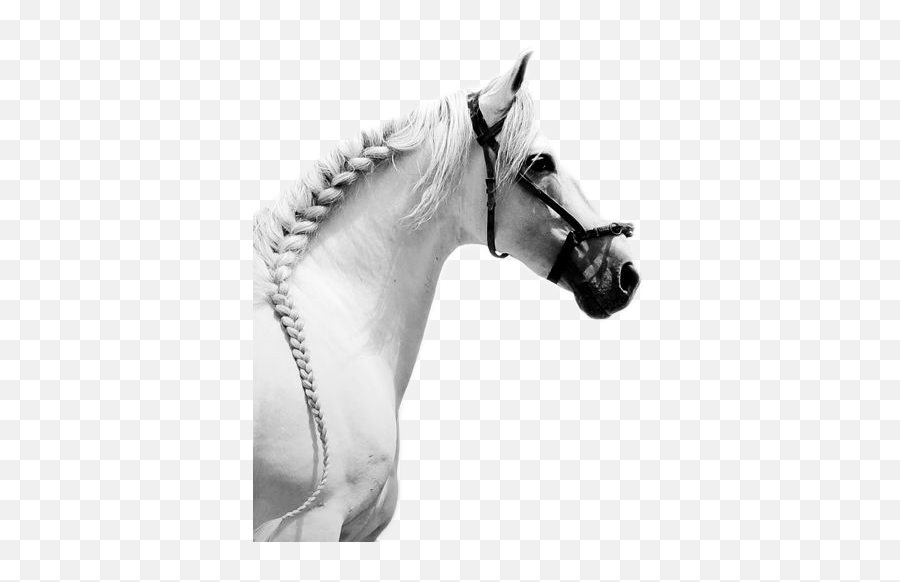 Download Hd Training Horses - Caballos Blancos Png Caballos Blancos Png,Caballo Png