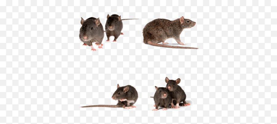 Rats Transparent Png Images - Stickpng Rats As Pets,Rats Png