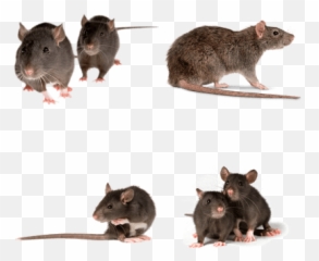 Rats Transparent Png Images - Stickpng Rats As Pets,Rats Png