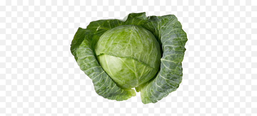Cabbage Png Transparent Image Arts - Green Cabbage,Cabbage Png