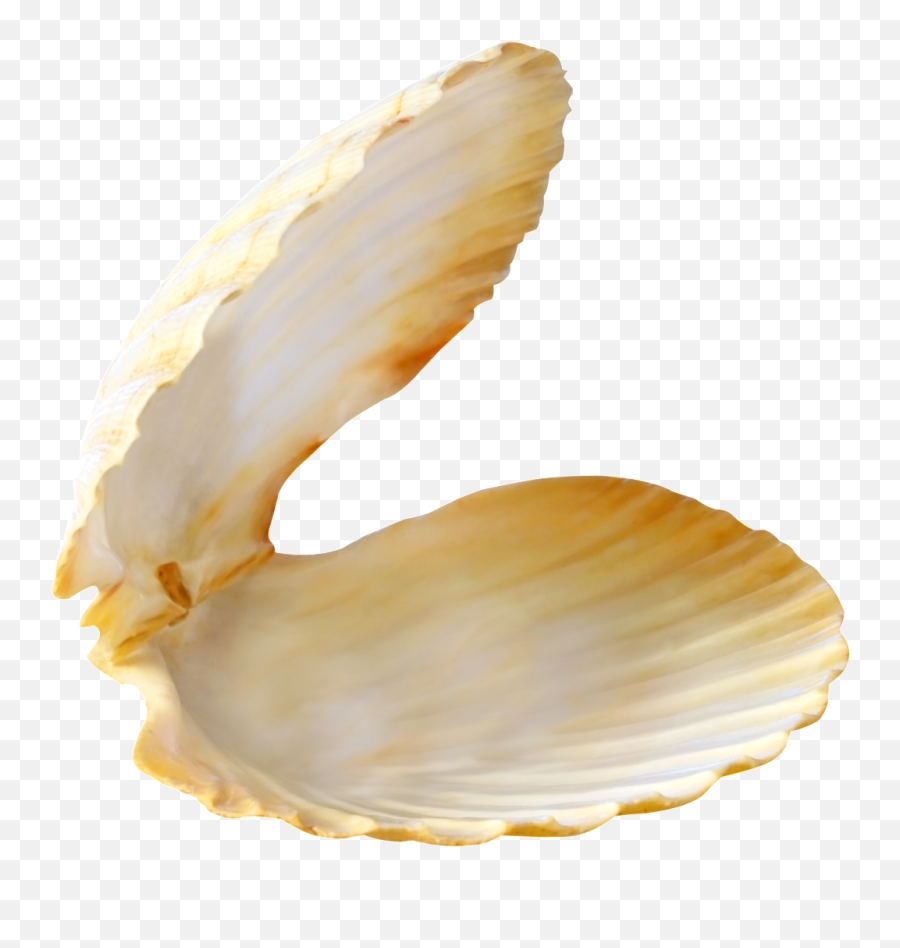 Pearl Shell Png Transparent - Shell On Beach Png,Shell Png
