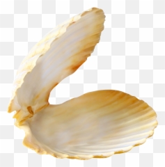 Pearl Shell Png Transparent - Shell On Beach Png,Shell Png