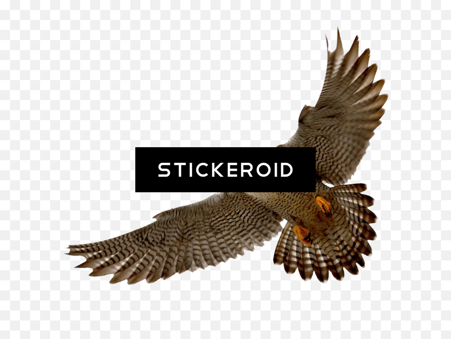 Download Falcon Png 11 Rh Stickeroid Com Cute Sad - Peregrine Falcon Transparent Background,Falcon Png