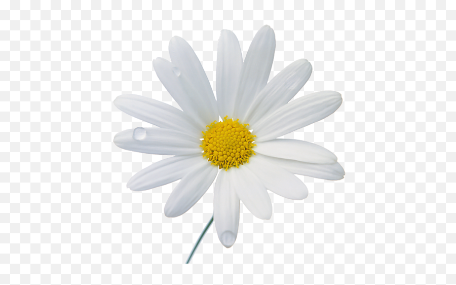 Chamomile Png Transparent Images 23 - Camomile Png,Chamomile Png