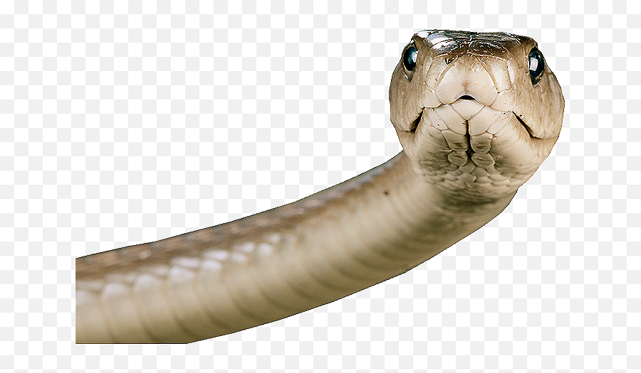 Snake Transparent Png Image - Snake Face Png,Snake Transparent Background