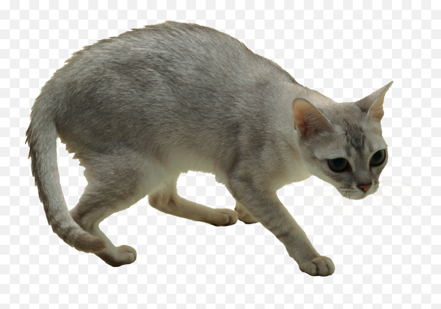 Cat Png Tail