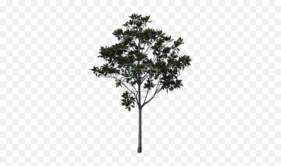 Young Cutout Tree Giant Leaves - Immediate Entourage Pond Pine Png,Tree Cutout Png