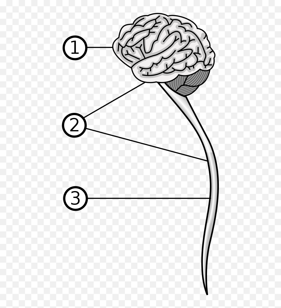 Download Central Nervous System - Central Nervous System Svg Central Nervous System Vector Png,Nervous System Png