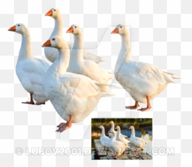 Geese Png 6 Image - Geese Png,Geese Png