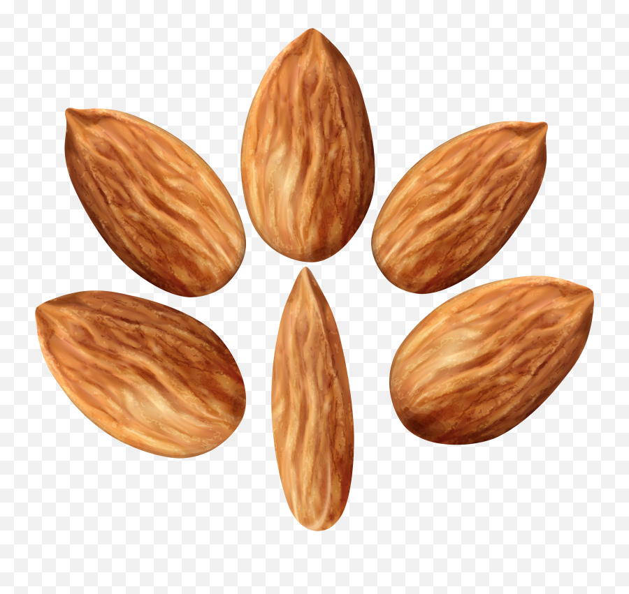 Download Almonds Set Png Clip Art Image - Portable Network Graphics,Almond Transparent