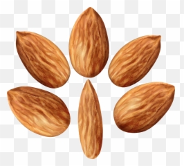 Download Almonds Set Png Clip Art Image - Portable Network Graphics,Almond Transparent