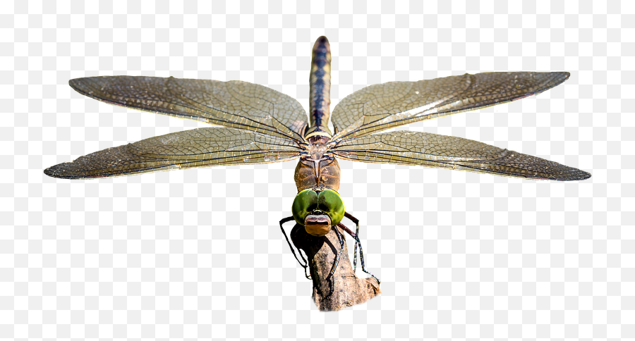 Dragonfly Transparent Insect - Dragonfly Png,Transparent Bug