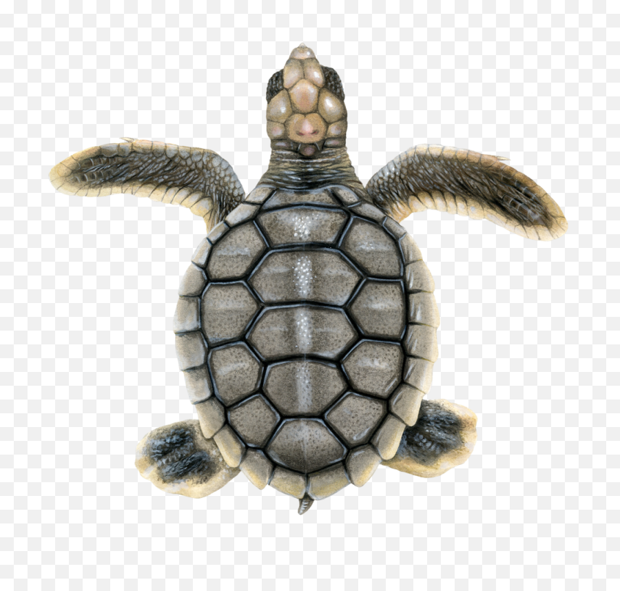 Flatback Upwell Png Sea Turtle