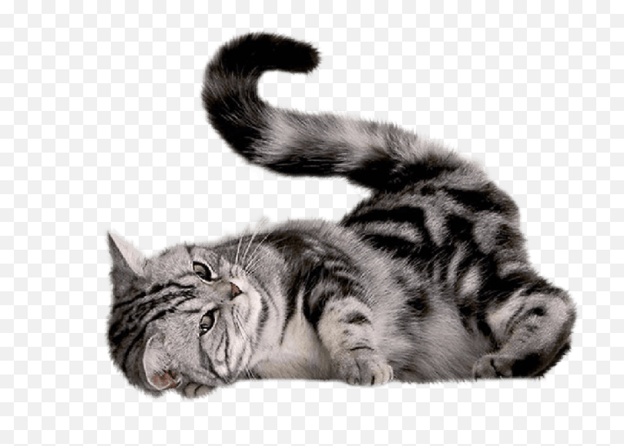 Download 43 Cat Png Image Picture Kitten - Cat Png Png,Kitten Png
