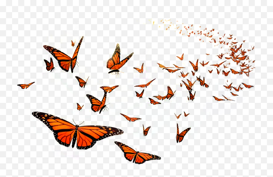 Monarch Butterfly Flight Orange Middle - Flying Transparent Background Butterfly Png,Monarch Png