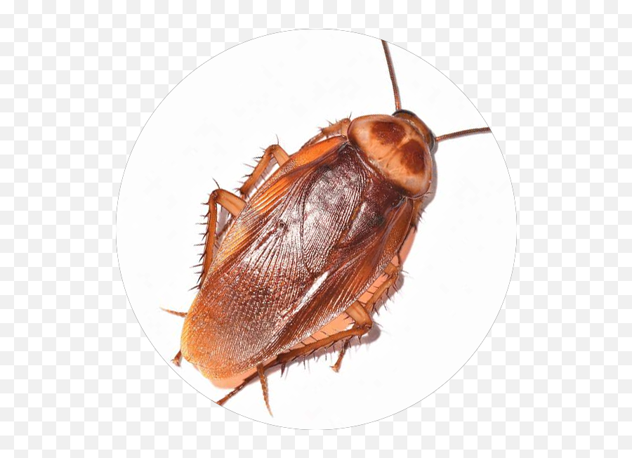 What Pest Is This Boot - Cockroach Png,Cockroach Png