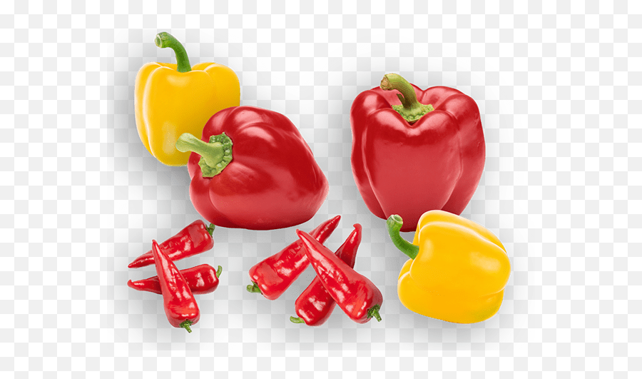 Logos Illustrations And Branding - Bell Pepper Png,Vegetables Transparent