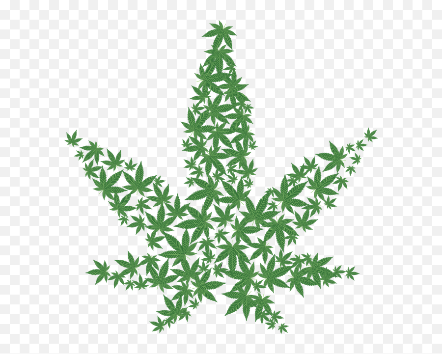 Cannabis Drug Forbidden Hemp - Pot Leaf Png,Hemp Leaf Png