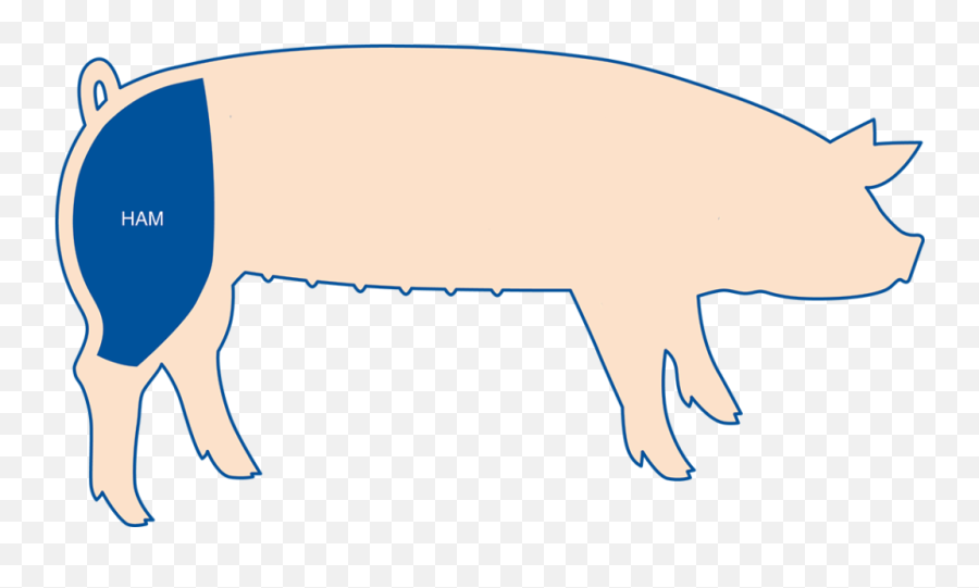Introduction To Ham Bacon Gammon - Httpwwwihmnotessitecom Hind Leg Ham Png,Bacon Icon