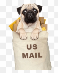 Home - Pug White Background png