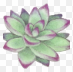 About Me U2013 Cep Counseling Psychotherapy For Healing - Cactus Wreath Vector png