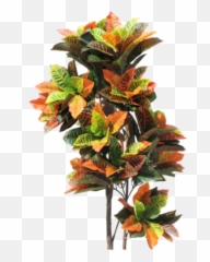 Indoorplant Tropical Jungle Nature Croton Tree - Tropical Tree Png Transparent