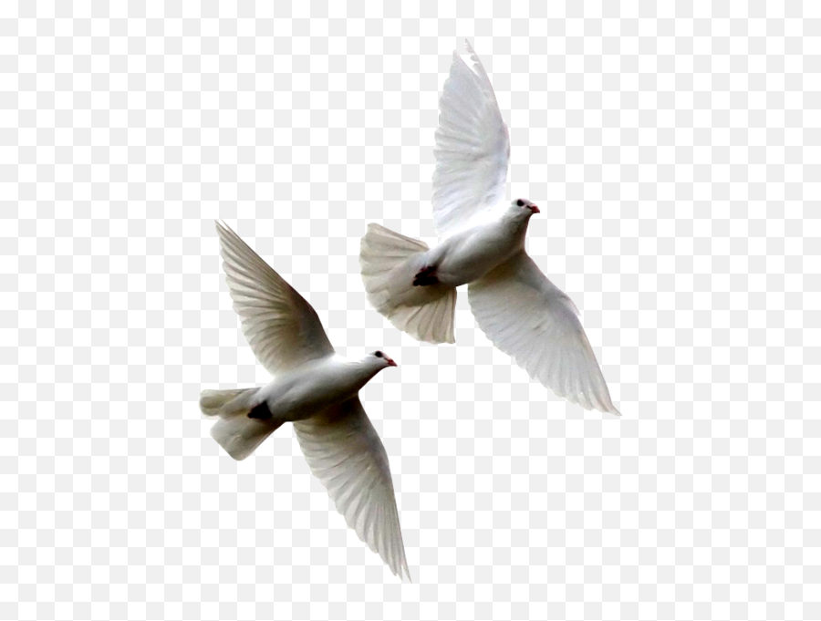 White Doves Psd Official Psds - Dove Flying Away Png,Dove Transparent