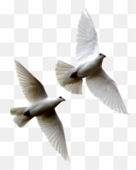 White Doves Psd Official Psds - Dove Flying Away Png,Dove Transparent