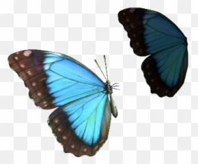 Mariposa 3d Png