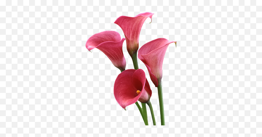 Global Leader In The Export Of Lily Bulbs Freesia And Calla - Lily Png,Lily Png