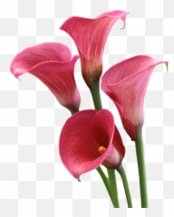 Global Leader In The Export Of Lily Bulbs Freesia And Calla - Lily Png,Lily Png