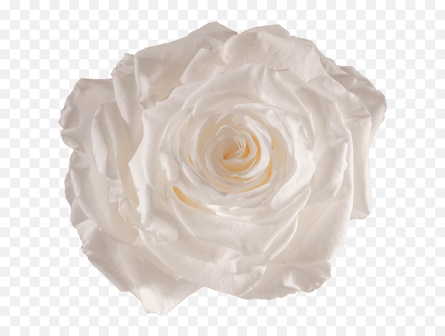Pure White - Rose Png,White Rose Transparent Background