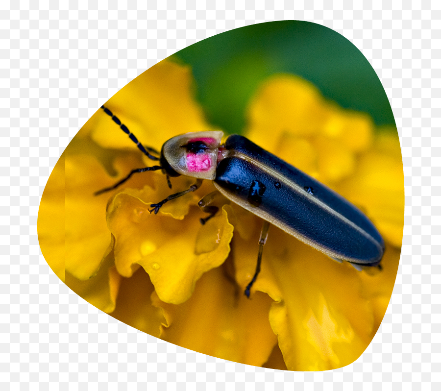 Firefly Insect Png - Fireflies Do Fireflies Look Like Firefly,Firefly Png